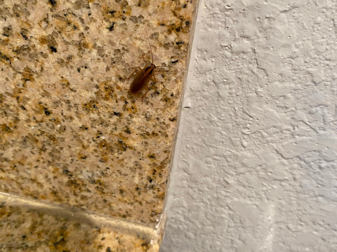 Comfort Inn Alton near I-255主图