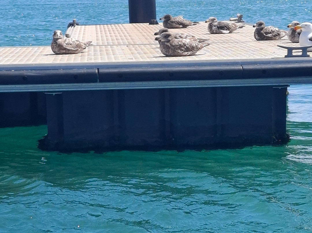 Leven River Cruises-Ulverstone必去景点