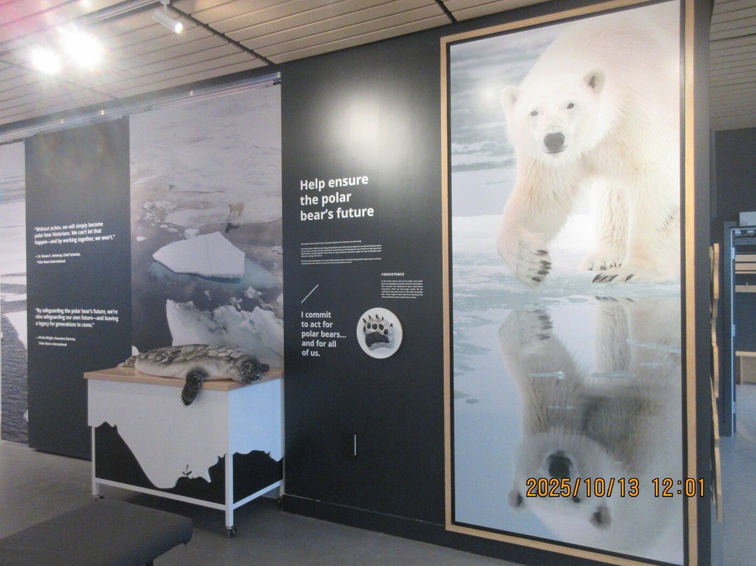 Polar Bears International-丘吉尔必去景点