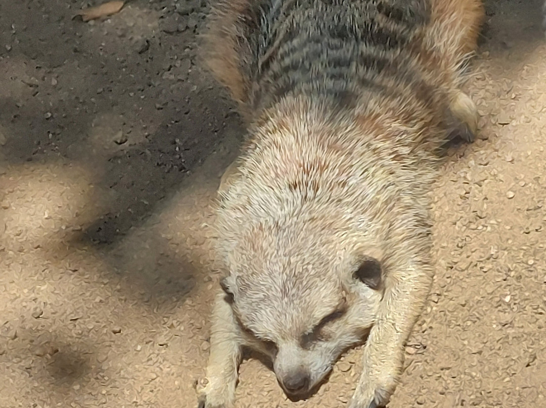 Wildlife HQ Zoo-Woombye必去景点