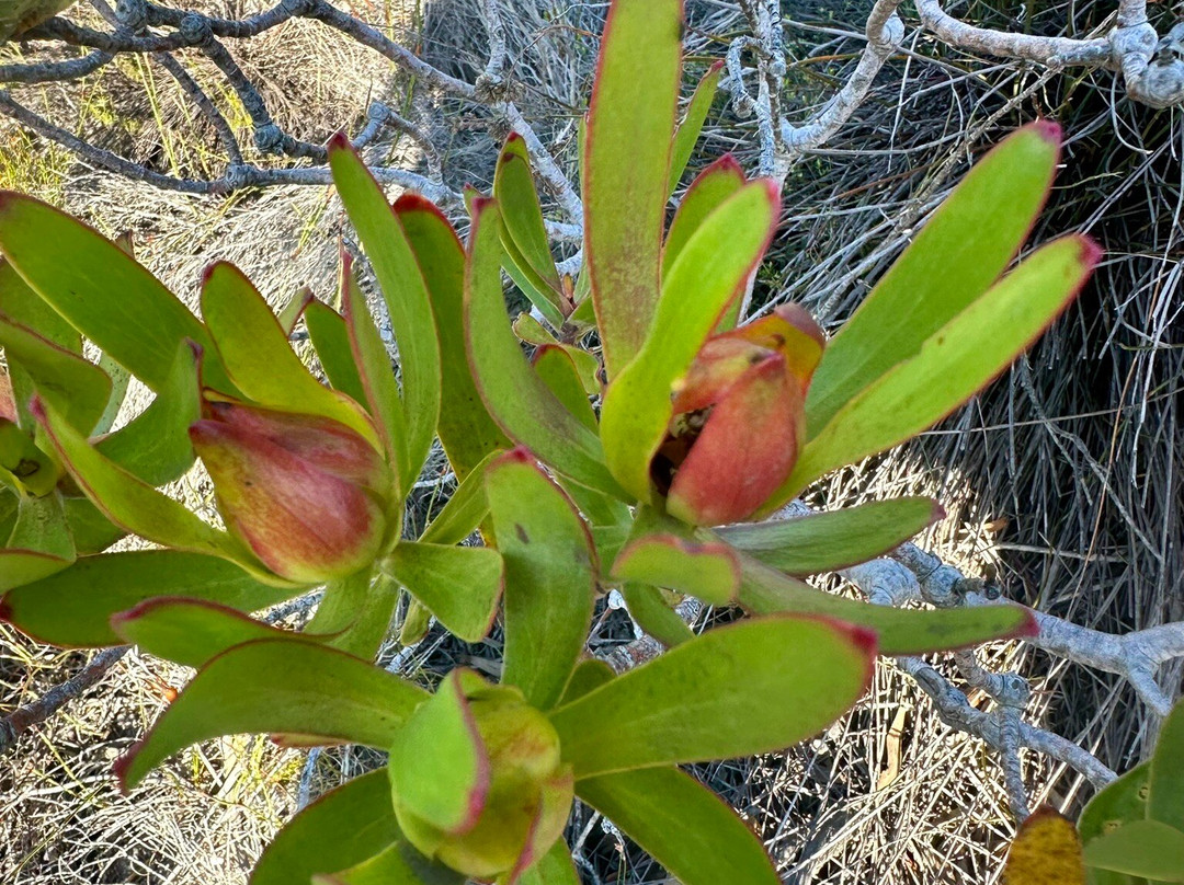 Blue Mountain Trail-Botrivier必去景点