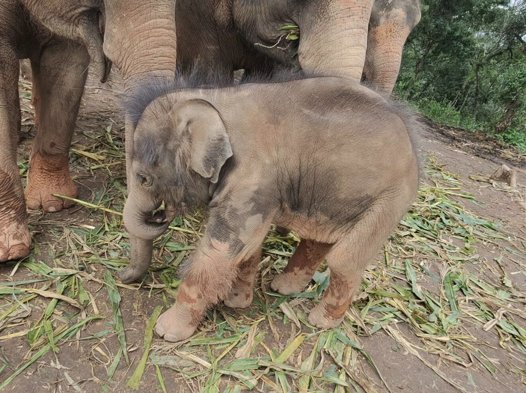 Elephant Freedom Village-清迈必去景点