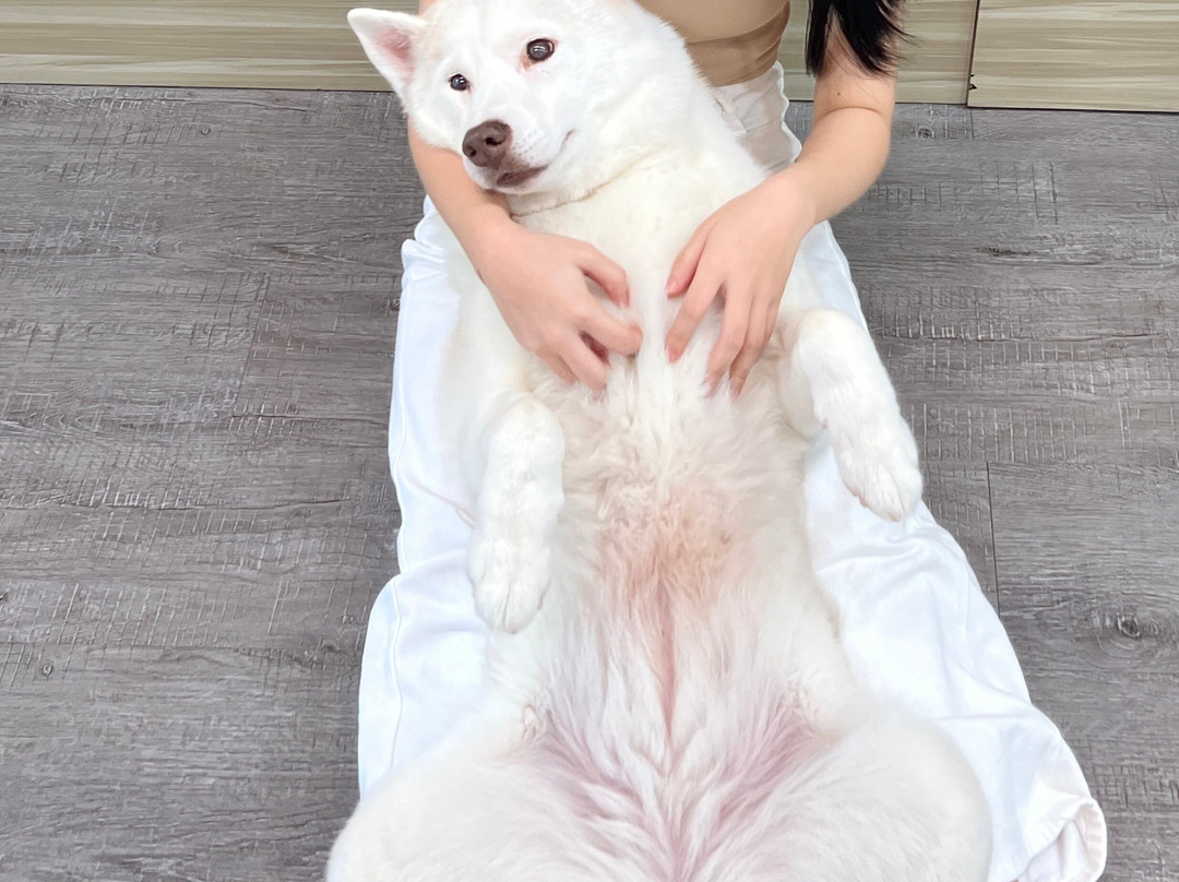 Hahahusky-马六甲必去景点