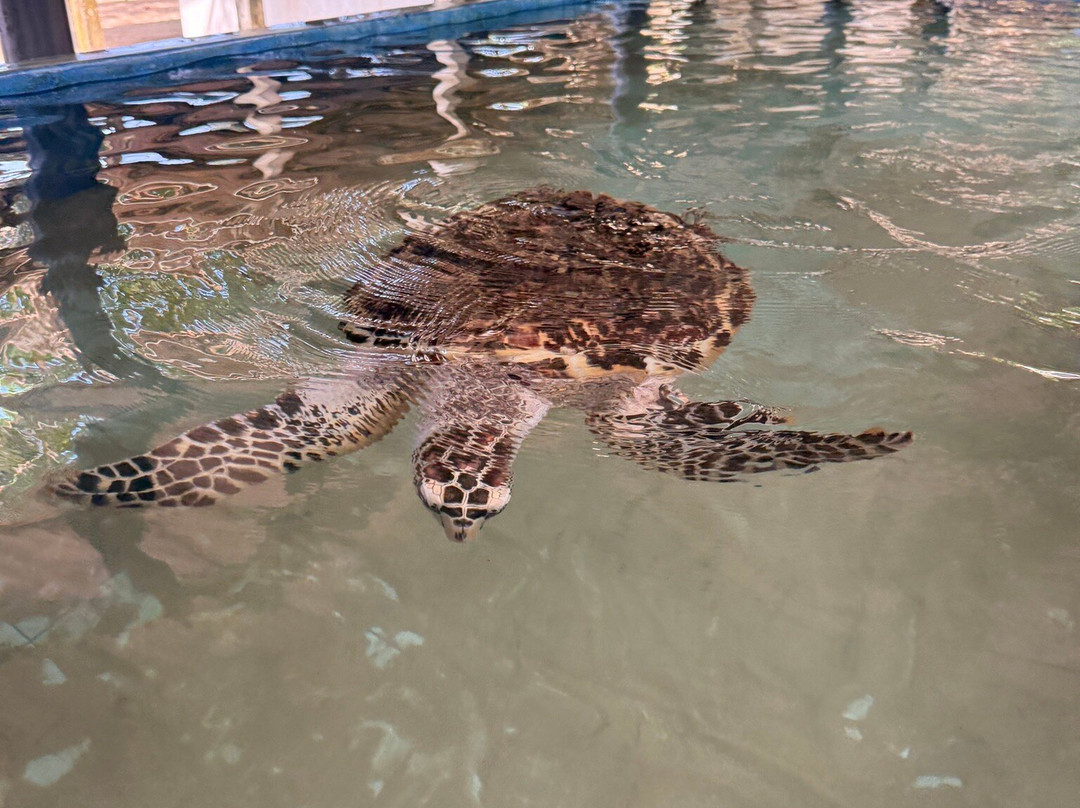 Galbokka Sea Turtle Hatchery-科斯戈德必去景点
