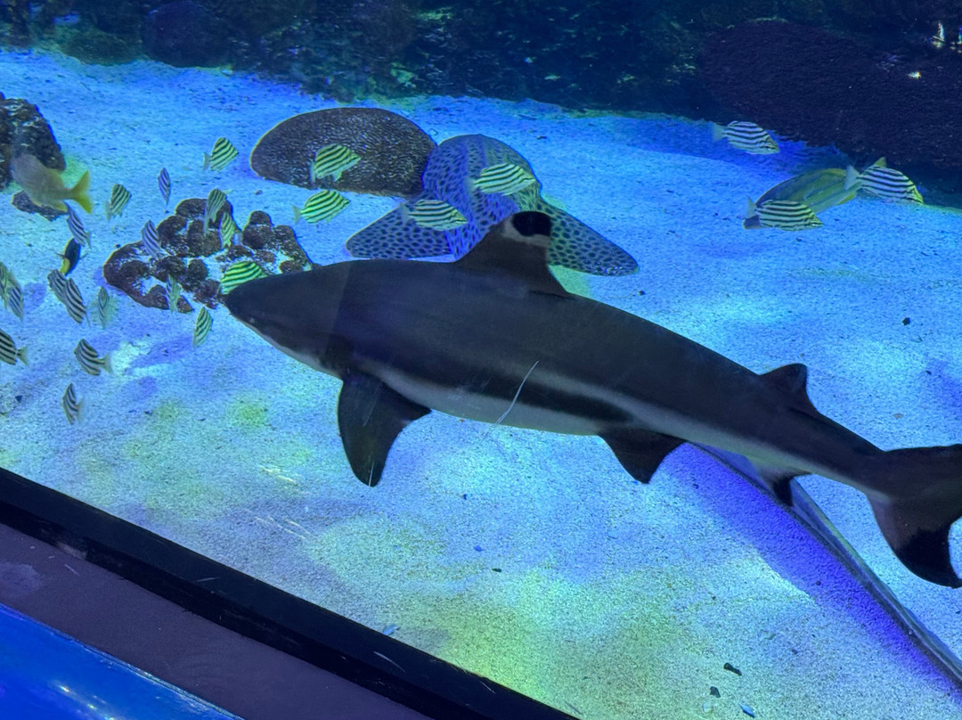 Aquarium At The Boardwalk-布兰森必去景点