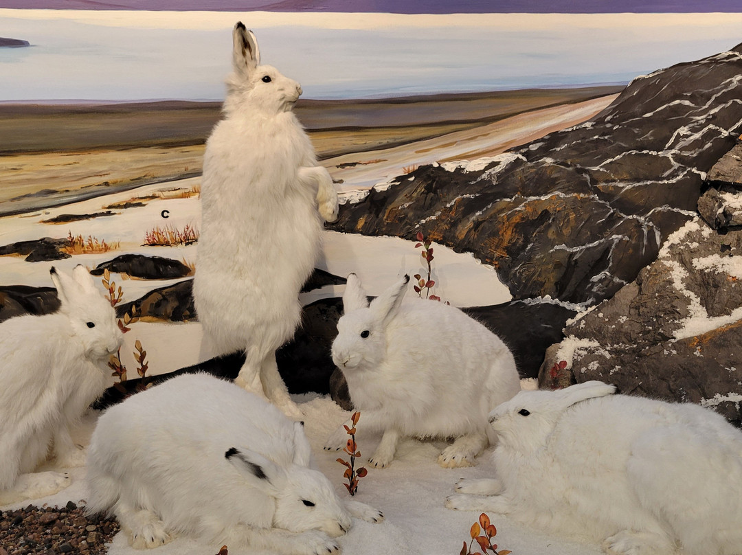 Nature's North Wildlife Gallery-黄刀镇必去景点