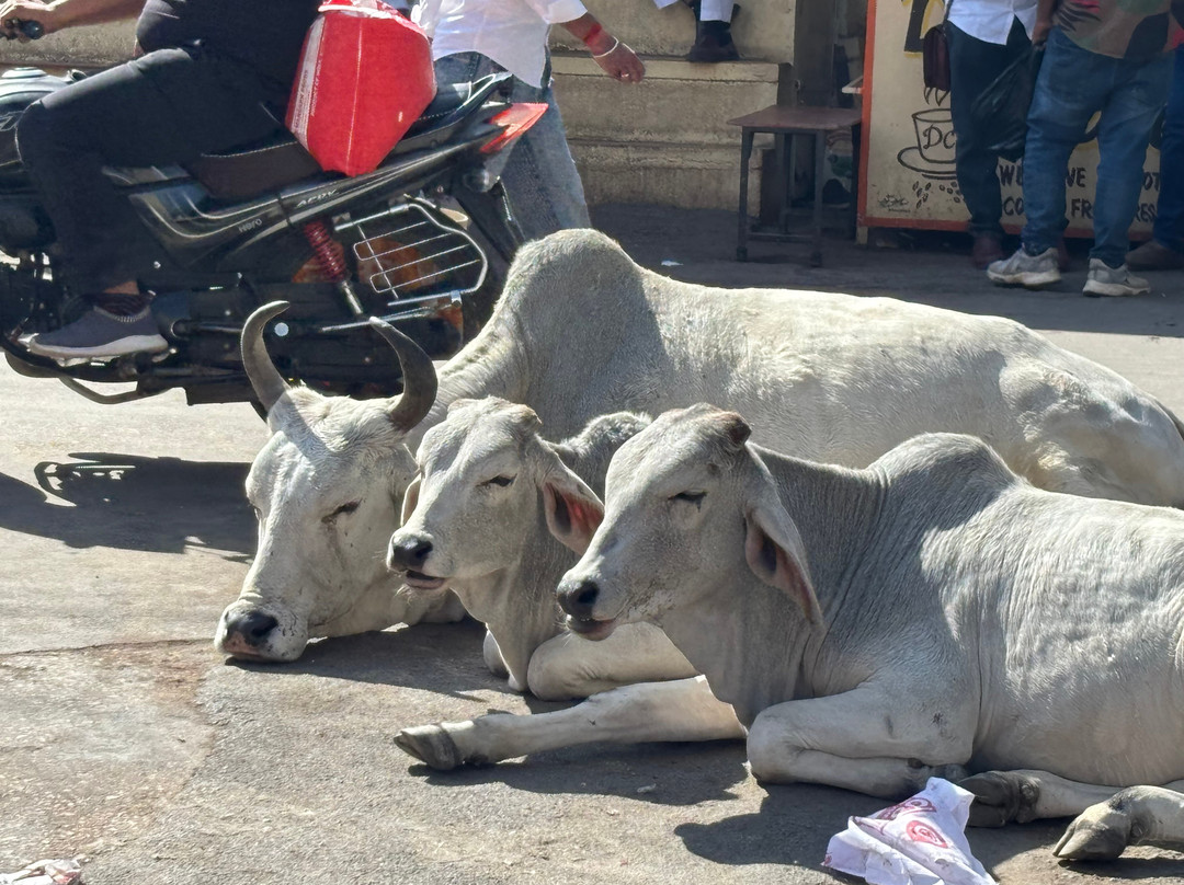 V Care Tours-斋蒲尔必去景点