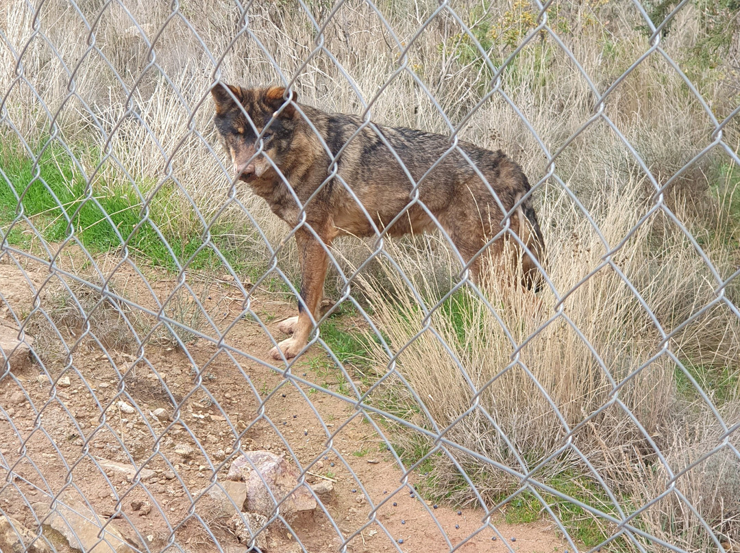 Parque de Fauna La Maleza-Tramacastilla必去景点