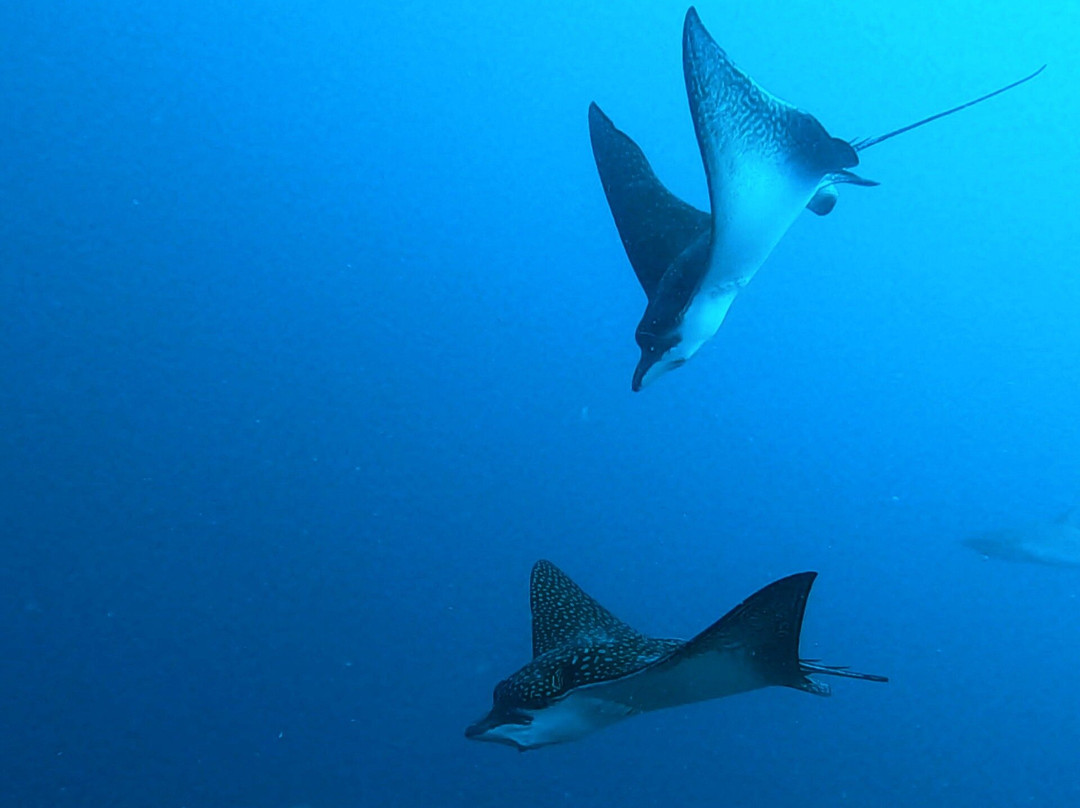 DivePoint Guraidhoo-康杜玛岛必去景点