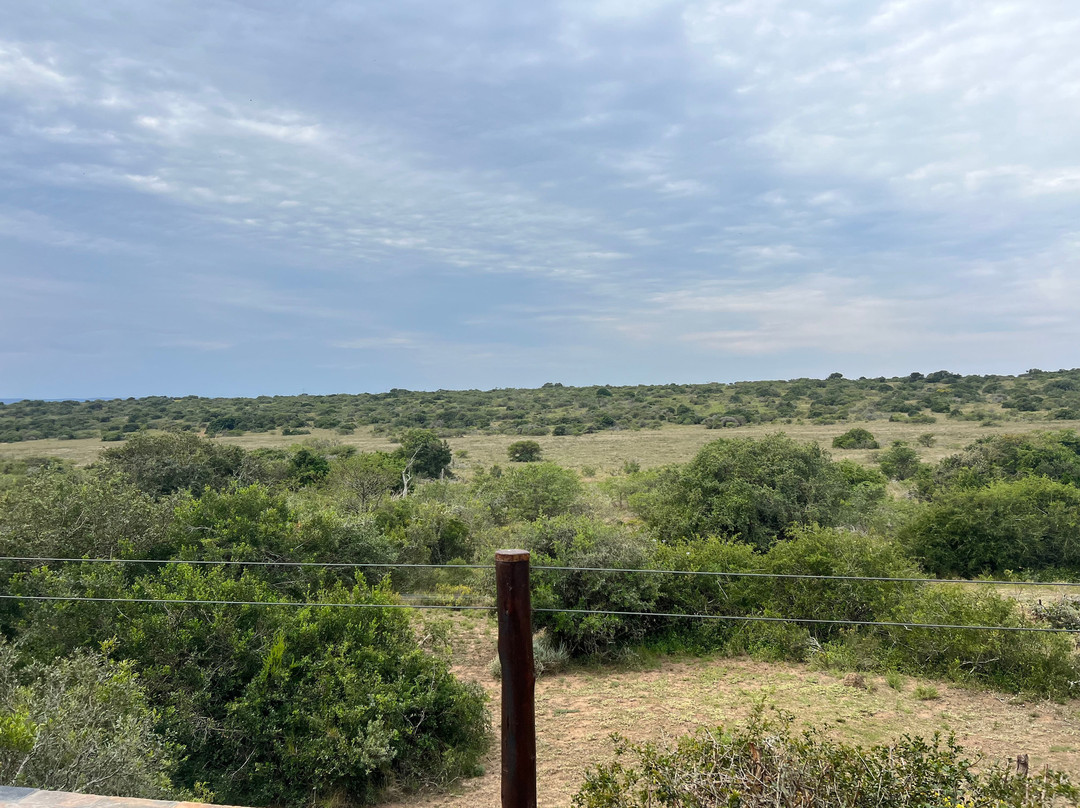 Bush Lodge Amakhala主图