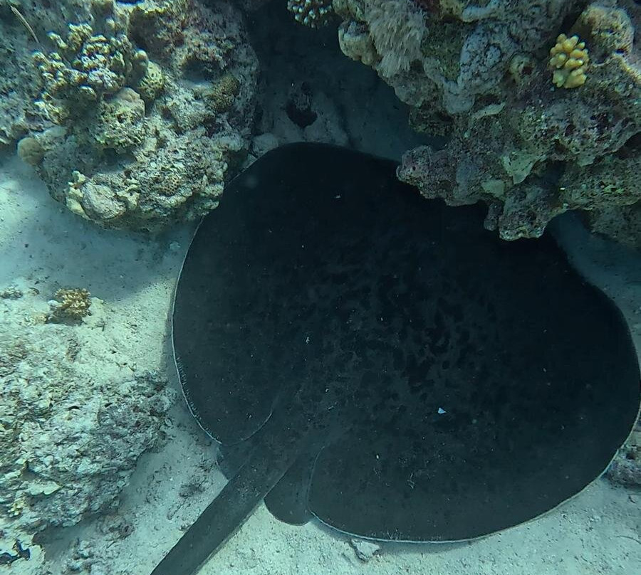 Chill tours-Port Safaga必去景点