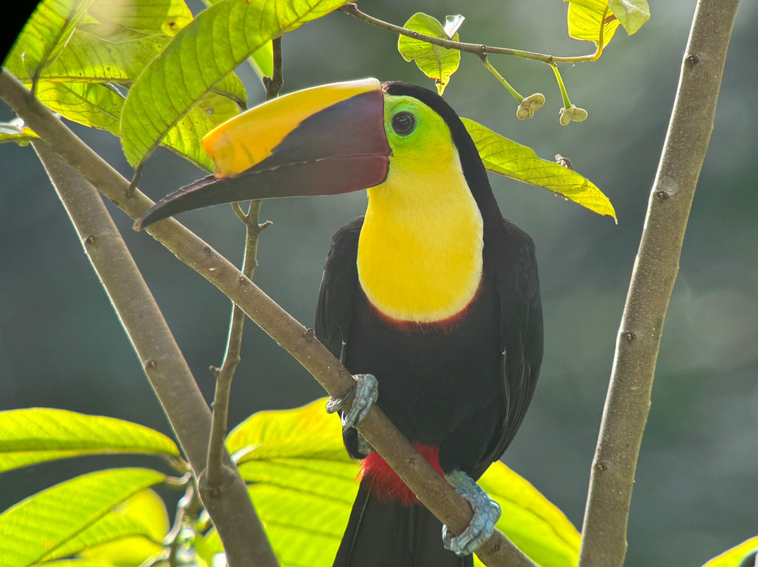 Birding Spots Manuel Antonio-克波斯必去景点