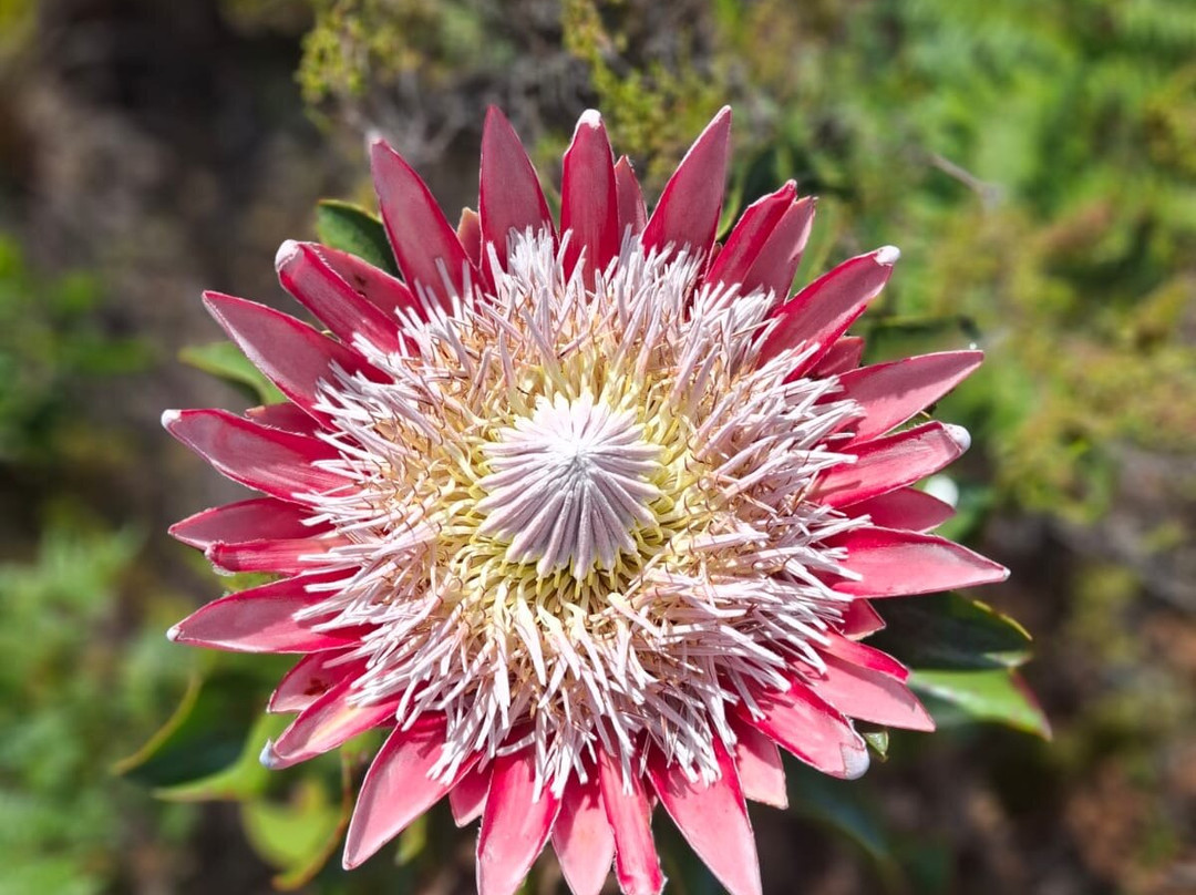 Wild Wellness-赫曼努斯必去景点