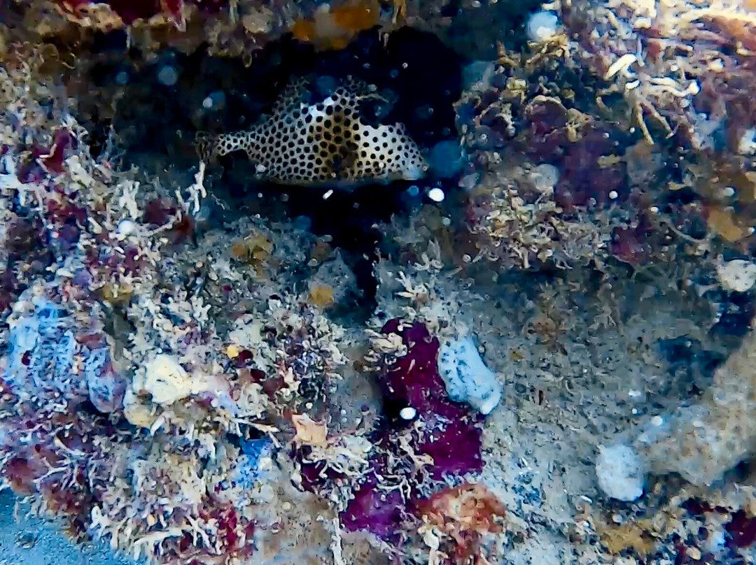 Nautica Plongee Caraibes-Pointe-Noire必去景点