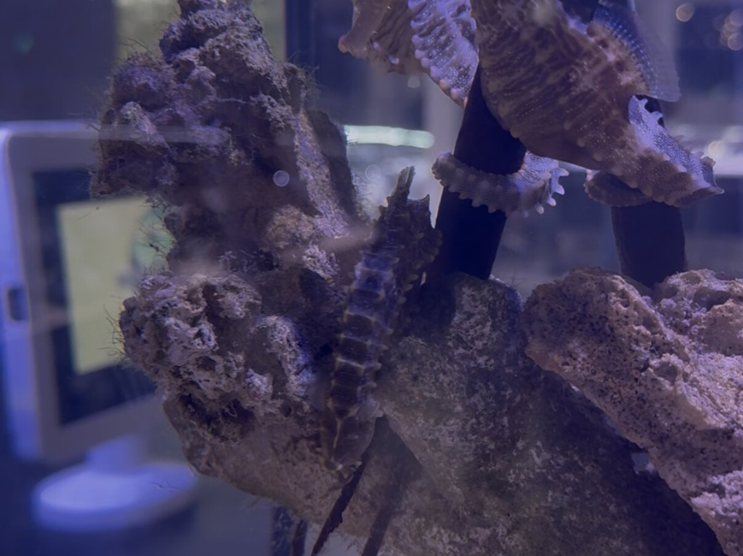 Boca Aquarium-博卡拉顿必去景点