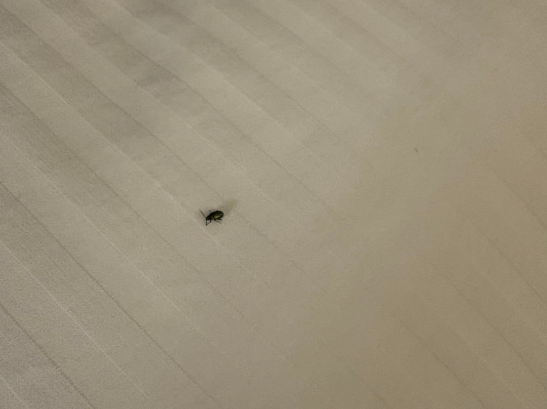 Fredericksburg Inn & Suites主图