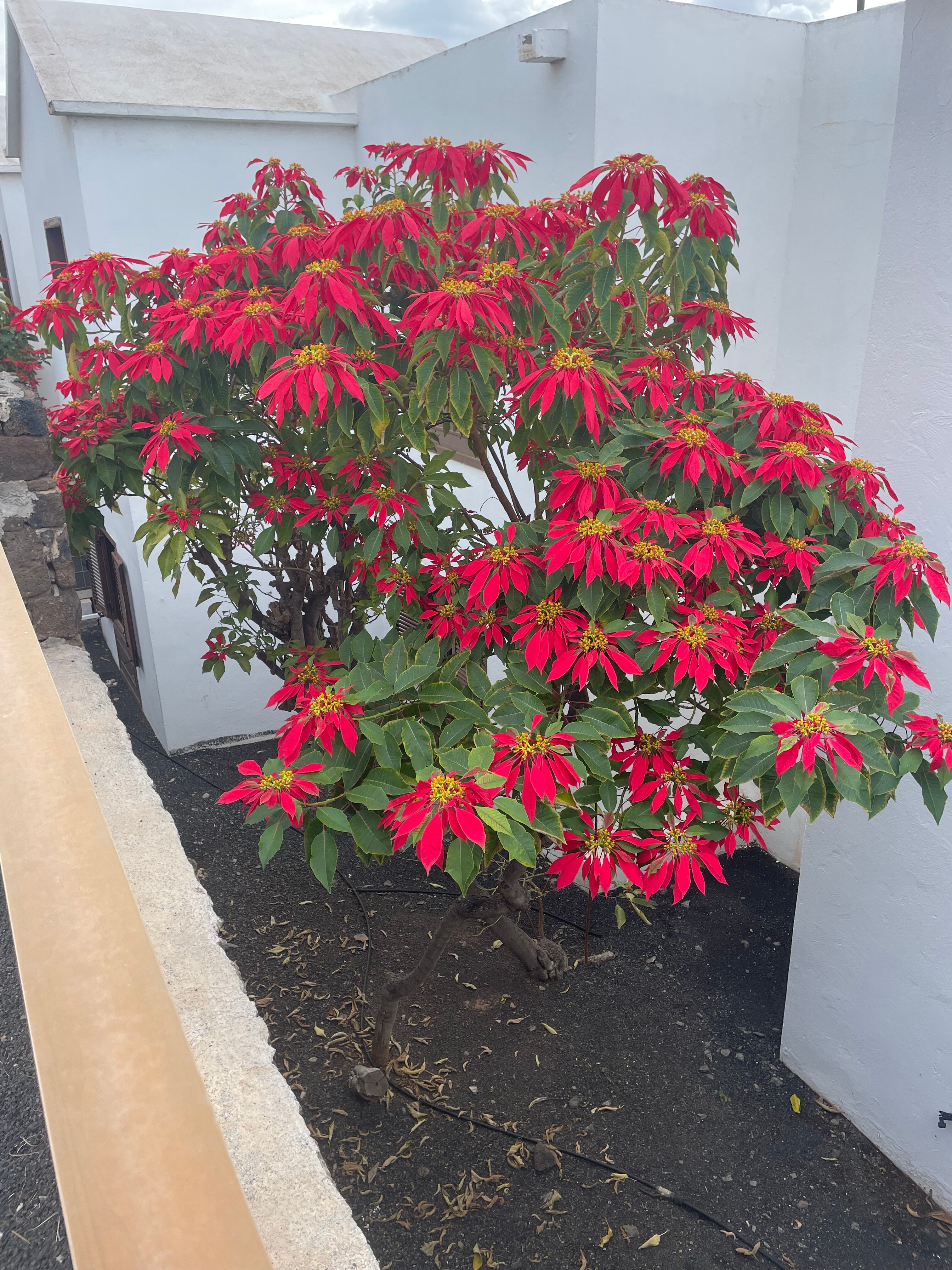 TUI BLUE Flamingo Beach-官方