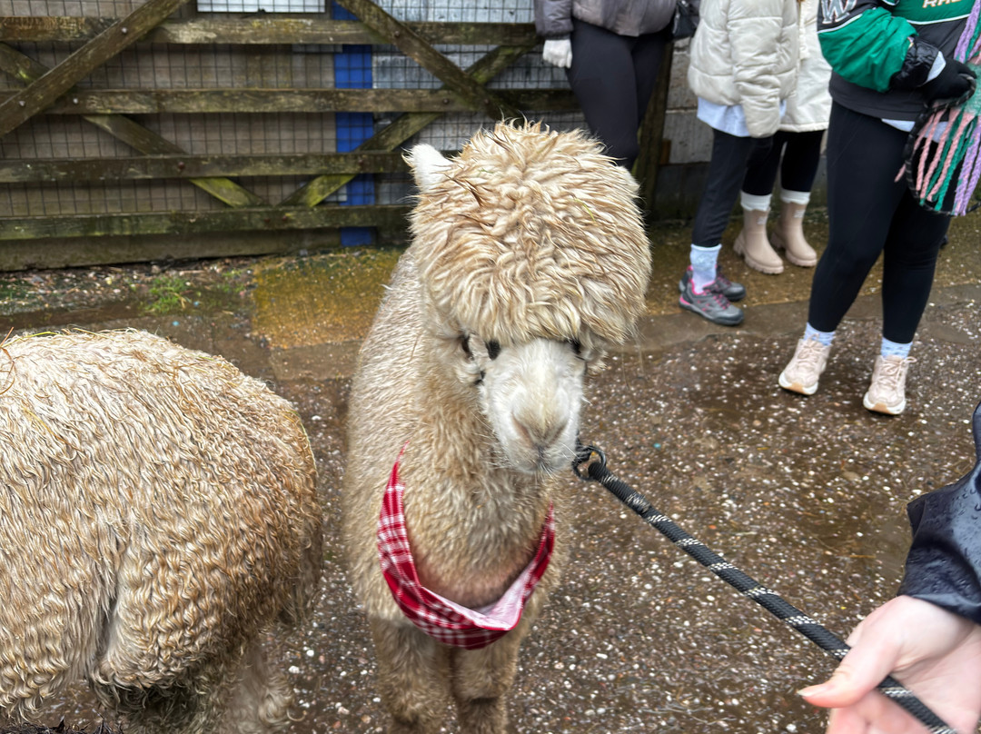 Charnwood Forest Alpacas-Boundary必去景点