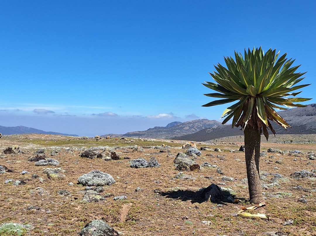 Bale Mountains Outstanding Tours-亚的斯亚贝巴必去景点