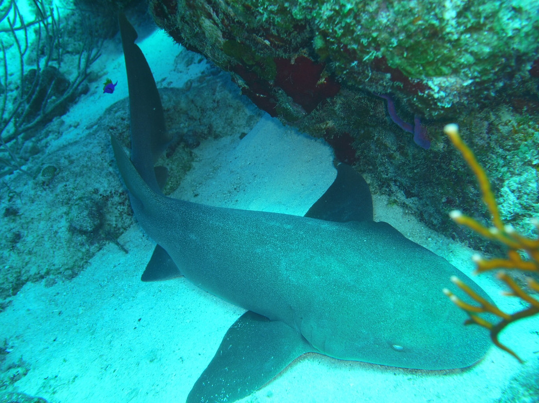 Grand Turk Diving-Cockburn Town必去景点