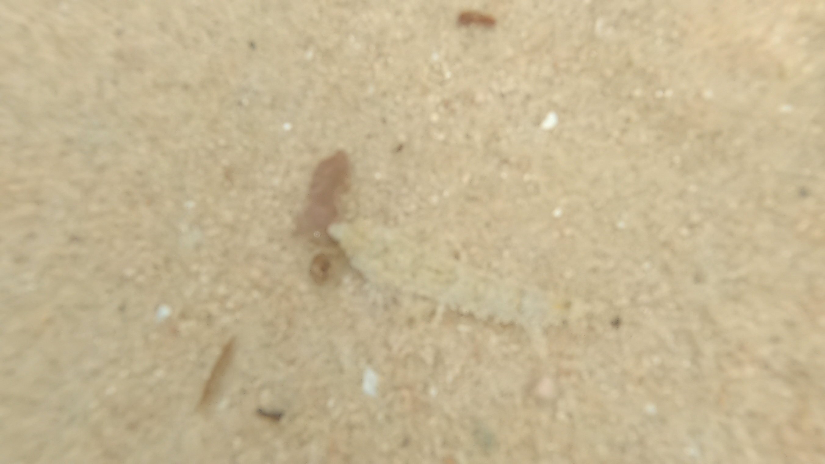 Swiss Inn Resort Dahab-官方