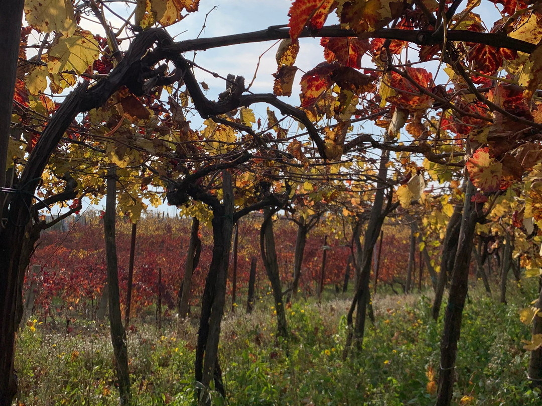 Sorrentino Winery-Boscotrecase必去景点