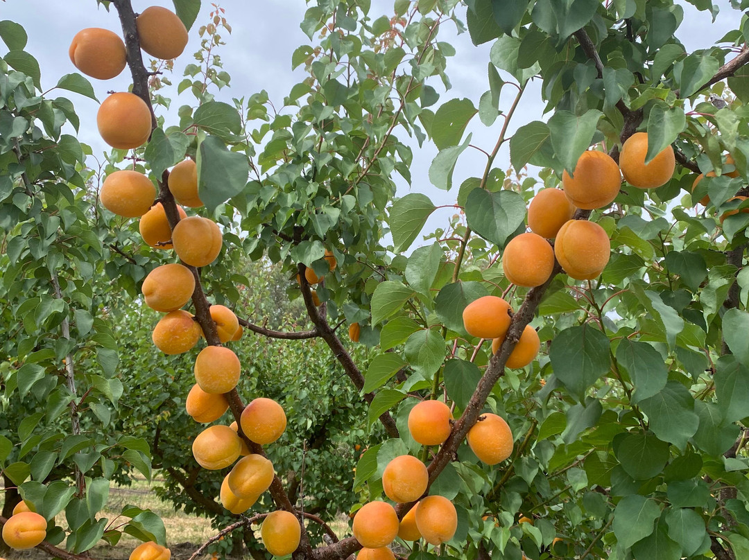 Ballinaclash Fruit & Wine-Young必去景点