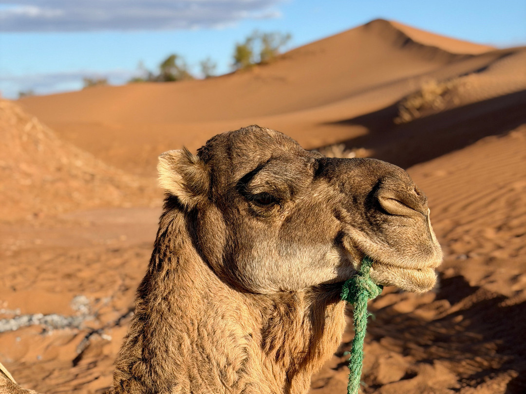Mélodie du désert-迈哈米德必去景点