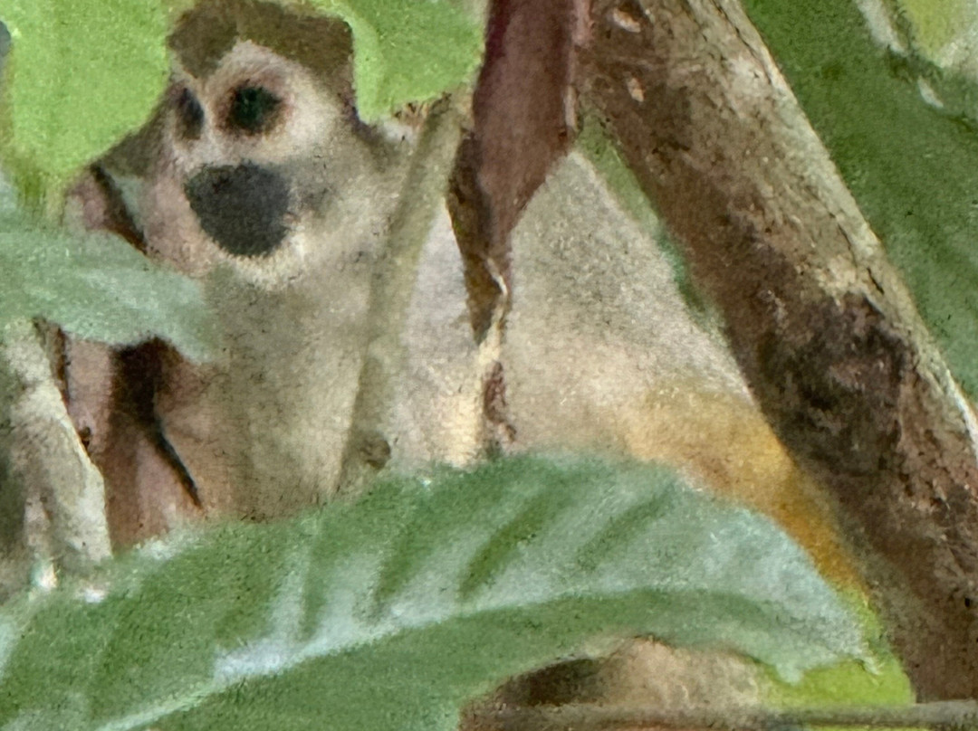 Amazon Rambo Jungle Tours-玛瑙斯必去景点