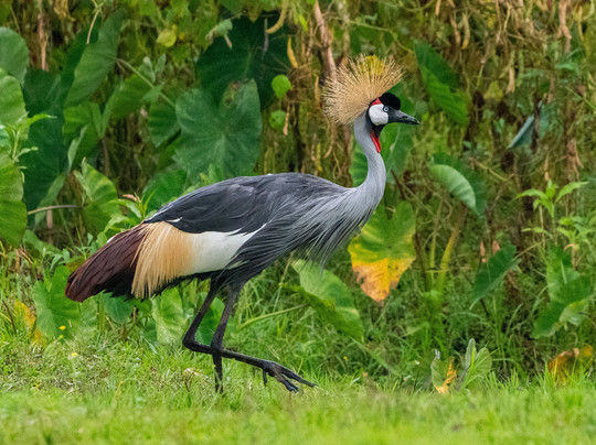 Sambora Private Journeys-吉佳利必去景点
