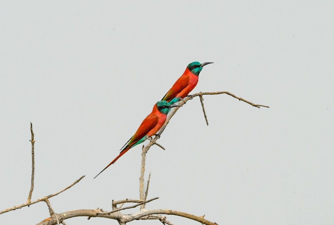 Bird Watching Tours Gambia-Bakau必去景点