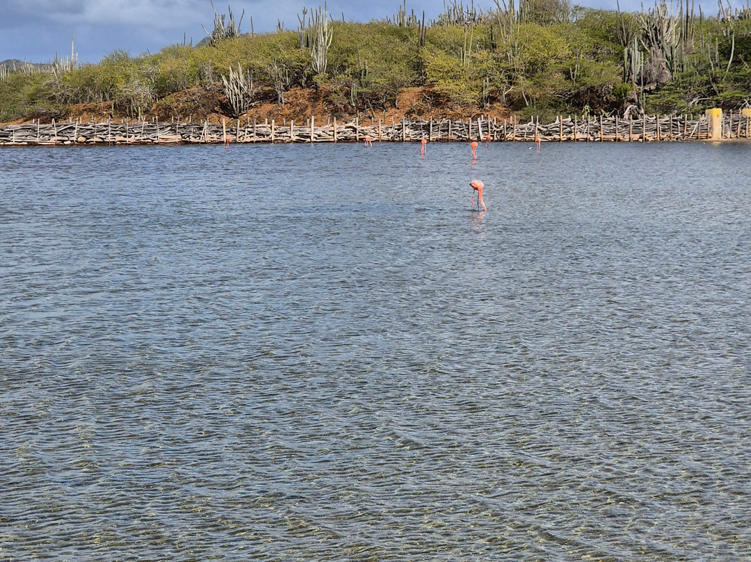 Flamingo Diving Bonaire-Belnem必去景点