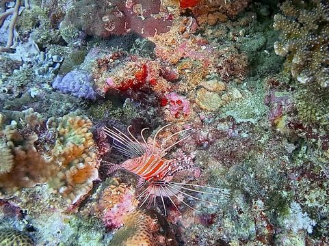 Fisheye Divers-长滩岛必去景点