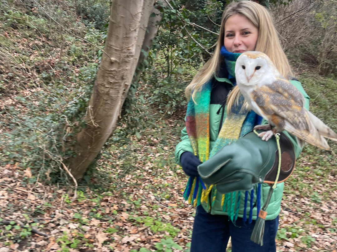 Coda Falconry-豪恩斯洛必去景点