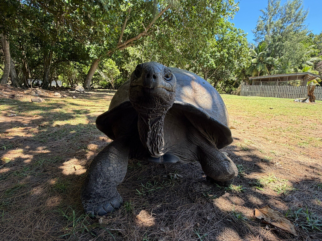 Curieuse Island-普拉兰岛必去景点