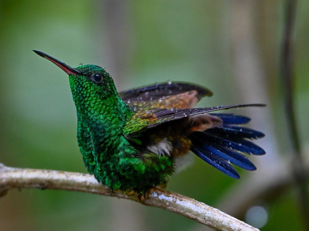 Bajnath's Estate Hummingbird Sanctuary-Matura必去景点