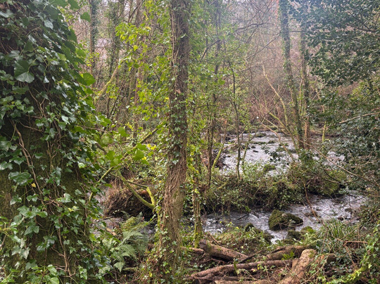 The Dingle (Nant y Pandy) Nature Reserve-Llangefni必去景点