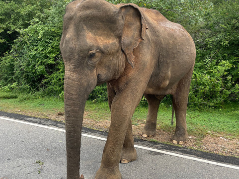 VAC Spices and Tea-科伦坡必去景点