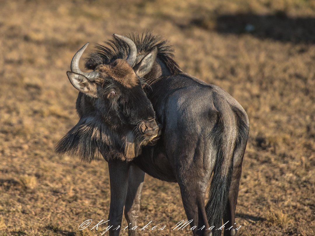 Africa Vision Safaris Tours and Travel-内罗毕必去景点