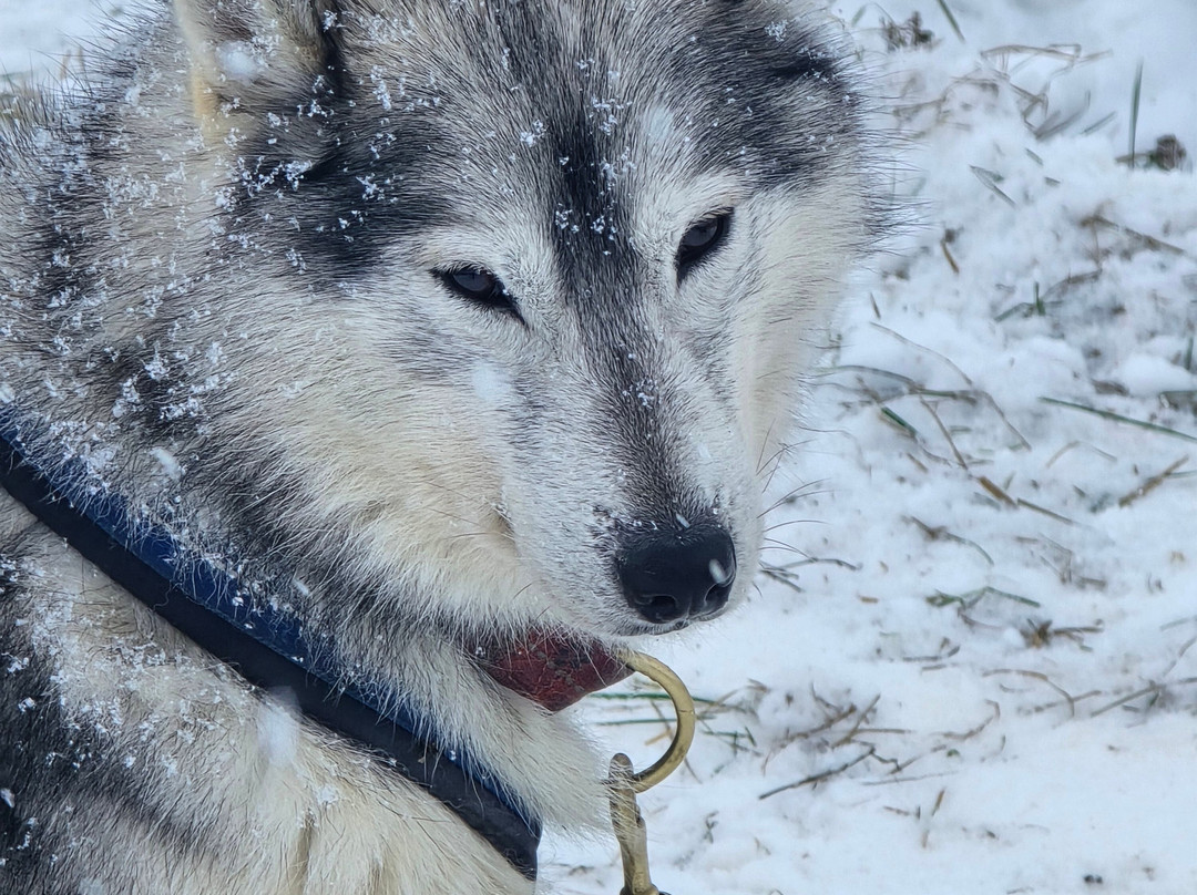 Uappala Sestriere主图