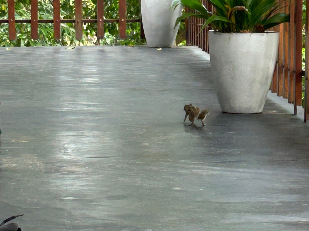 Turtle Paradise主图