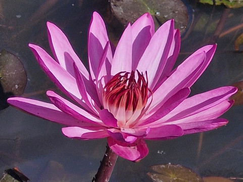 Lao Private Driver/Guide-万象必去景点