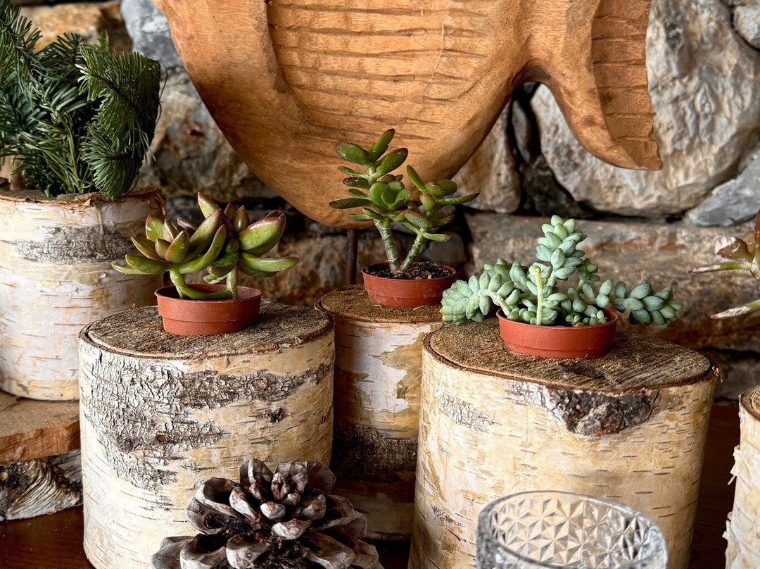 Albergo Rosita主图