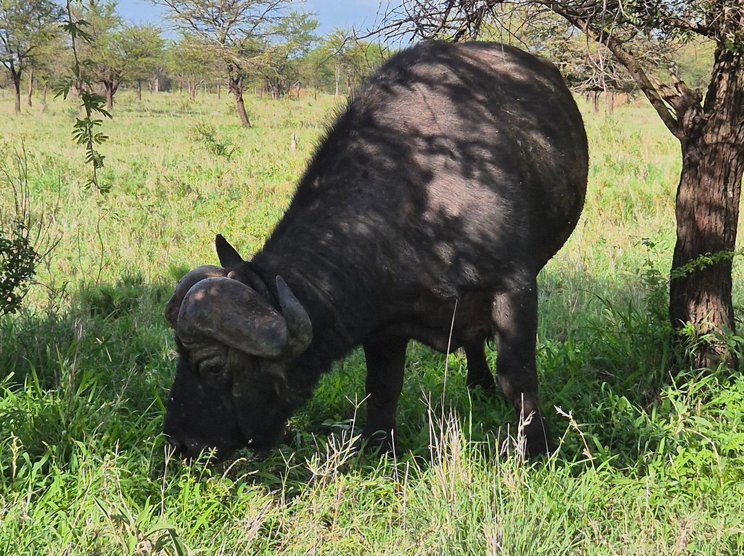 Udare Safari-阿鲁沙必去景点