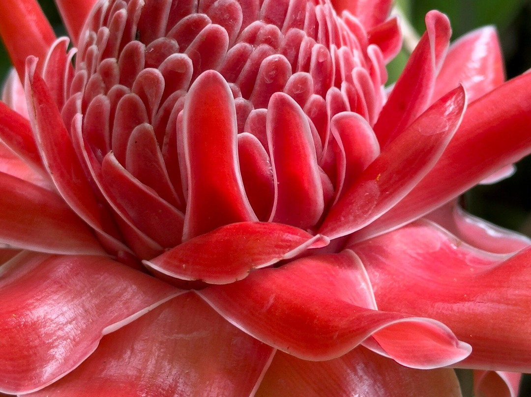 杜马格特亚特兰蒂斯潜水度假酒店主图