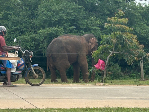 Lithu Lanka Tours-蒂瑟默哈拉默必去景点