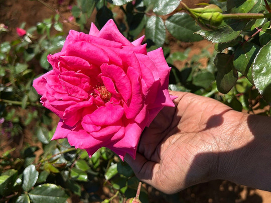 Rose Garden-Saputara必去景点