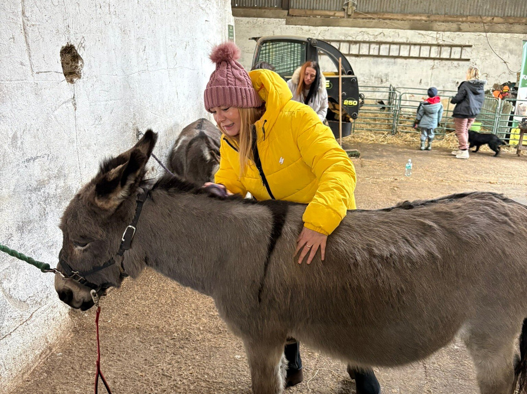Kinedale Donkeys-Ballynahinch必去景点
