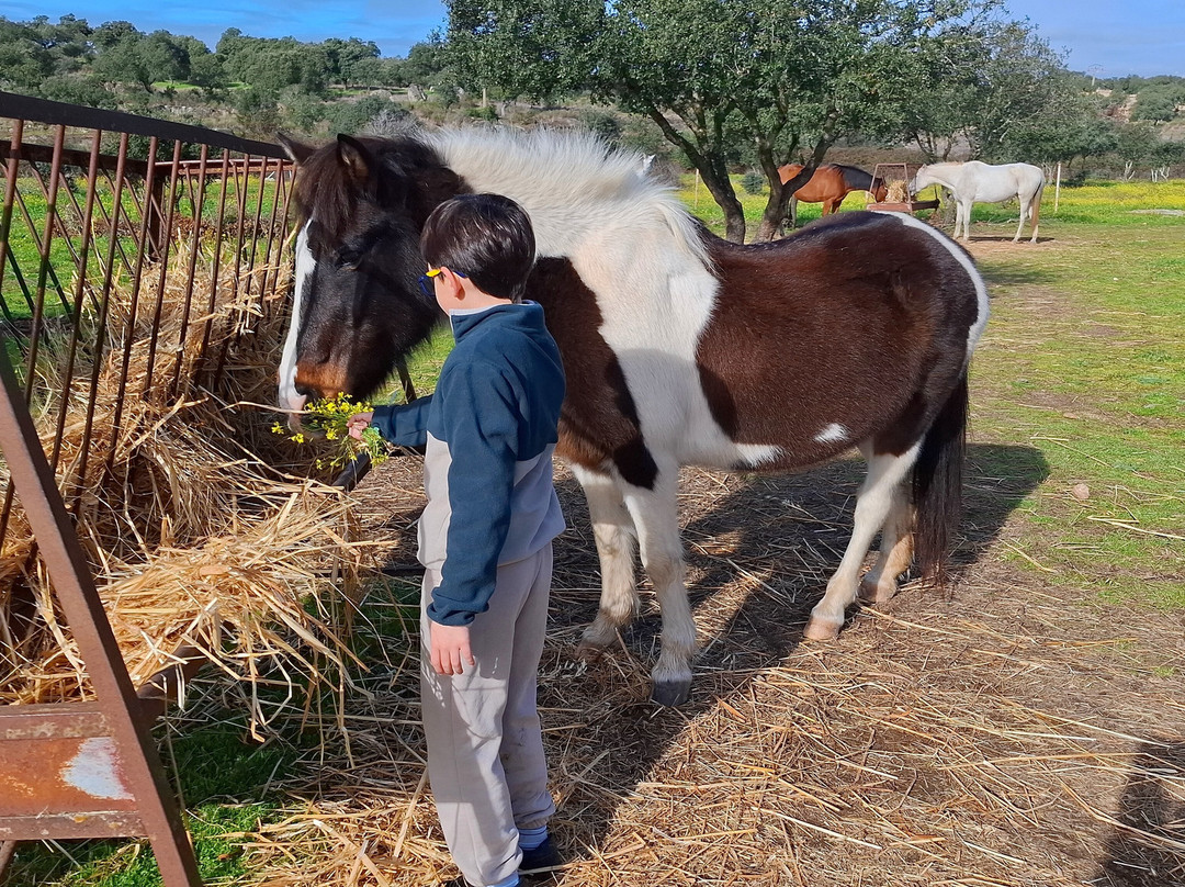 Centro Ecuestre El Romeral-卡塞雷斯必去景点
