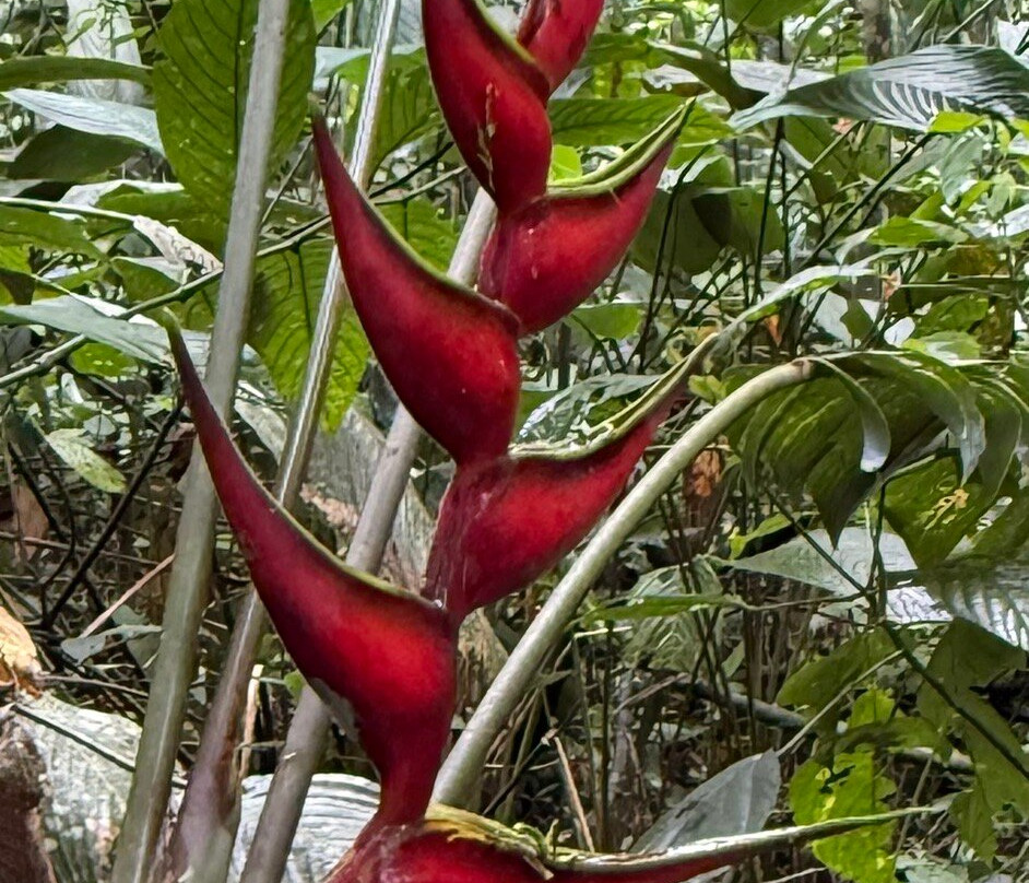 Runawa Tours-Misahualli必去景点